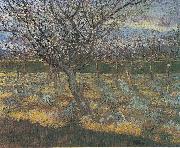 Flowering orchard with apricot-trees Vincent Van Gogh